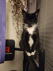 Lost Male Cat last seen Tempe ave, Albuquerque, NM 87112