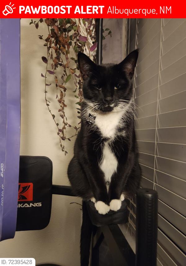 Lost Male Cat last seen Tempe ave, Albuquerque, NM 87112