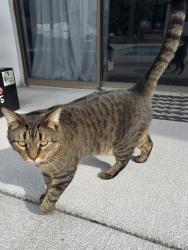 Lost Male Cat last seen Richmond Rd , Foxfire, NC 27281