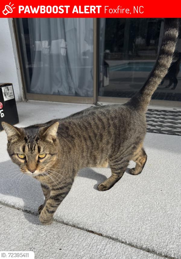 Lost Male Cat last seen Richmond Rd , Foxfire, NC 27281