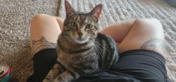 Lost Male Cat last seen N Garnett rd and E 96th St Intersection between Chase Bank and QT, Owasso, OK 74055