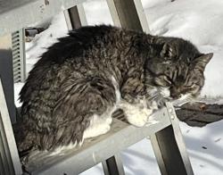 Lost Female Cat last seen Colony West area, S.Prospect & Windsor, Champaign, IL 61820