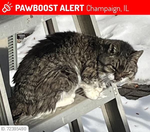 Lost Female Cat last seen Colony West area, S.Prospect & Windsor, Champaign, IL 61820