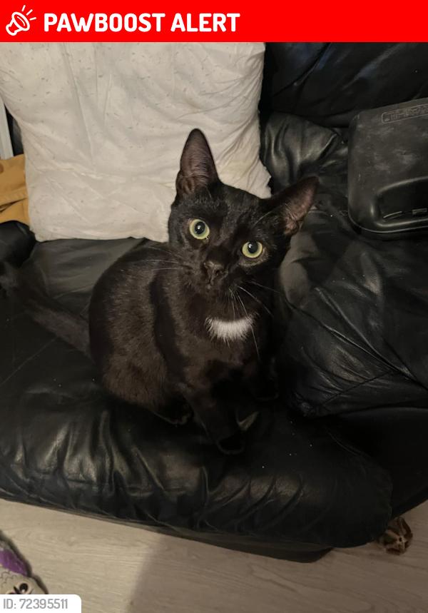 Lost Male Cat last seen walnut drive witham , Essex, England CM8 2ST