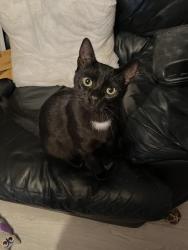 Lost Male Cat last seen walnut drive witham , Essex, England CM8 2ST