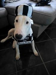 Reunited Male Dog last seen Lackland  and Thomason northeast , El Paso, TX 79934