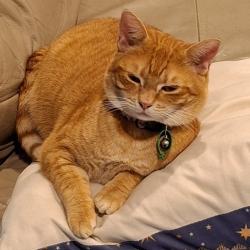 Lost Female Cat last seen Hollet Rd, Hamersley Pl, Alfreda Ave, , Morley, WA 6062