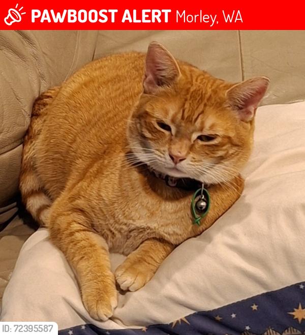 Lost Female Cat last seen Hollet Rd, Hamersley Pl, Alfreda Ave, , Morley, WA 6062