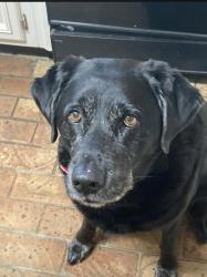 Lost Female Dog last seen Moffett/Schillinger, Semmes, AL 36618