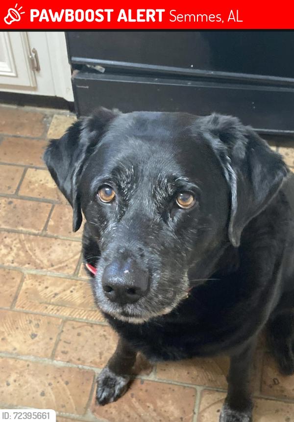 Lost Female Dog last seen Moffett/Schillinger, Semmes, AL 36618