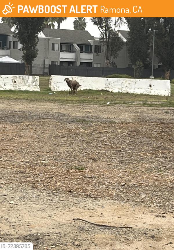 Found/Stray Unknown Dog last seen Behind the “L” shaped shopping center on main st an16th, Ramona, CA 92065