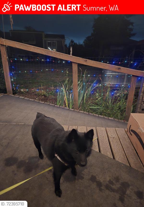 Lost Female Dog last seen Near 45th Street East Sumner wa, Sumner, WA 98390