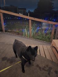 Lost Female Dog last seen Near 45th Street East Sumner wa, Sumner, WA 98390
