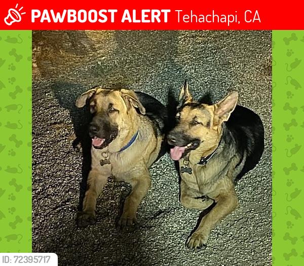 Lost Male Dog last seen willowsprings Tehachapi blvd, Tehachapi, CA 93561