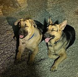 Lost Male Dog last seen willowsprings Tehachapi blvd, Tehachapi, CA 93561