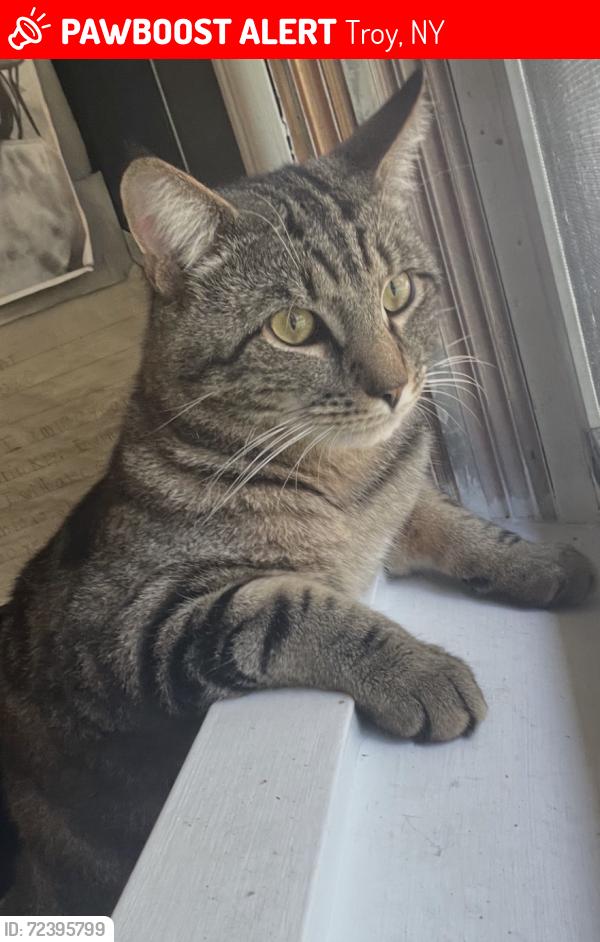 Lost Male Cat last seen Crestwood Ave, Troy, NY 12180