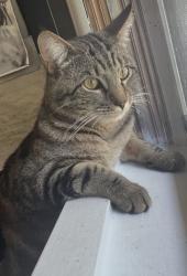 Lost Male Cat last seen Crestwood Ave, Troy, NY 12180