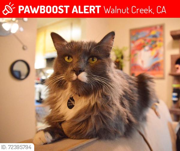 Lost Male Cat last seen Boulevard Way, Walnut Creek, CA 94595