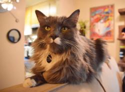 Lost Male Cat last seen Boulevard Way, Walnut Creek, CA 94595