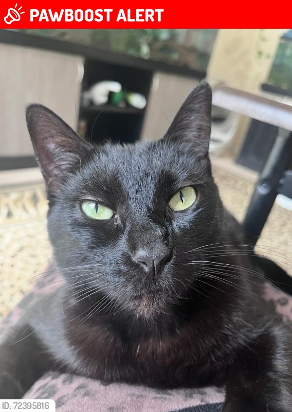 Lost Female Cat last seen Snowden Pl and Lingel Dr, Harbison Canyon, CA 92019