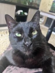 Lost Female Cat last seen Snowden Pl and Lingel Dr, Harbison Canyon, CA 92019