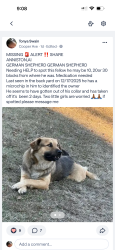 Lost Male Dog last seen Dudley/Cooper ave, Anniston, AL 36201
