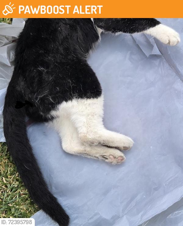 Found/Stray Unknown Cat last seen Hemlock St., Rancho Cucamonga, 91730, Rancho Cucamonga, CA 91739
