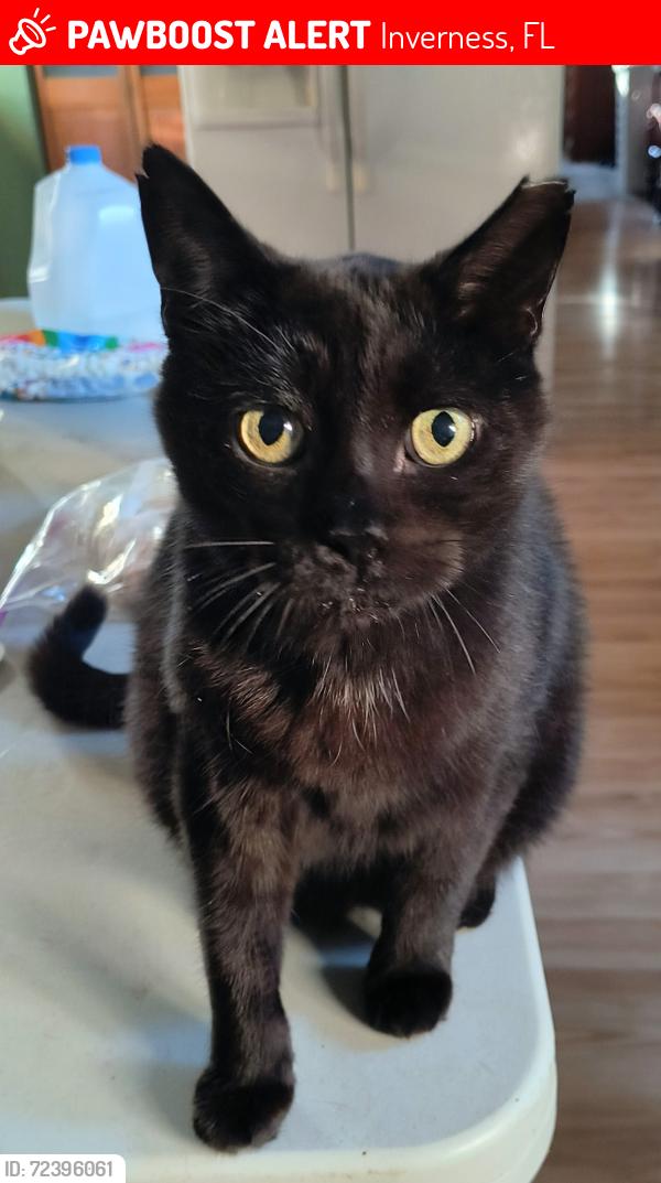 Lost Male Cat last seen Deerwood, Inverness, FL 34452