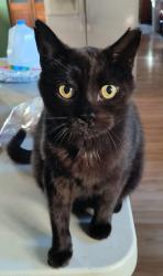Lost Male Cat last seen Deerwood, Inverness, FL 34452