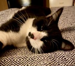 Lost Male Cat last seen Newbys Bridge Rd, Chesterfield County, VA 23832