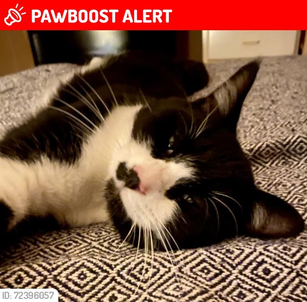 Lost Male Cat last seen Newbys Bridge Rd, Chesterfield County, VA 23832
