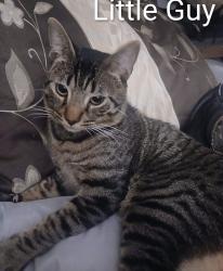 Lost Male Cat last seen Harrison & Dysart Avondale, Avondale, AZ 85323