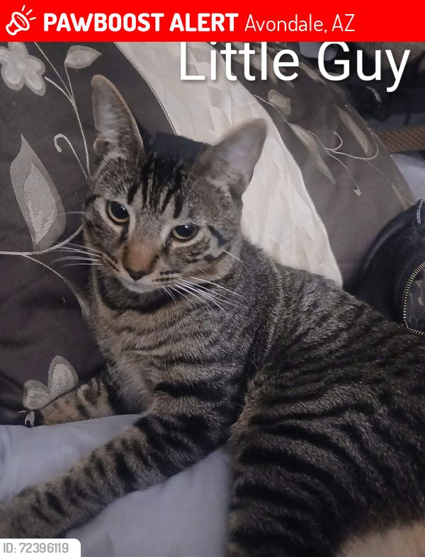 Lost Male Cat last seen Harrison & Dysart Avondale, Avondale, AZ 85323