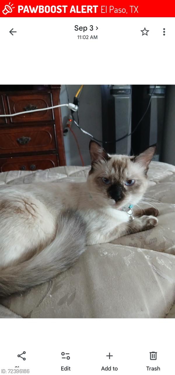 Lost Female Cat last seen Wendy's LA Montana. , El Paso, TX 79938