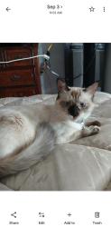 Lost Female Cat last seen Wendy's LA Montana. , El Paso, TX 79938