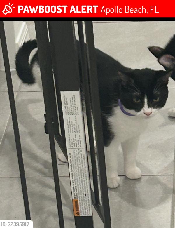 Lost Male Cat last seen Mangrove Cove , Apollo Beach, FL 33572