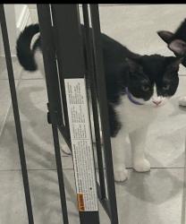 Lost Male Cat last seen Mangrove Cove , Apollo Beach, FL 33572