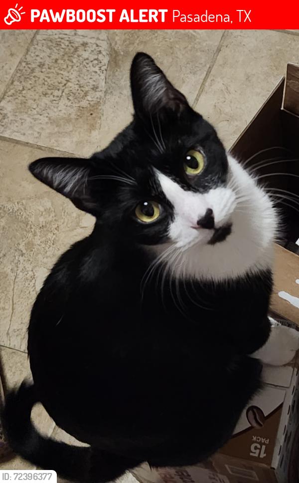 Lost Male Cat last seen Marlen and Burke, Pasadena, TX 77502
