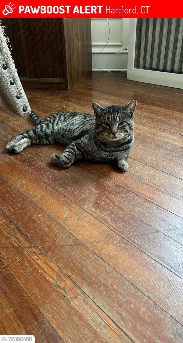 Lost Male Cat last seen New Britain Ave Hartford Connecticut, Hartford, CT 06106