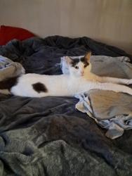 Lost Male Cat last seen stagecoach  and Baseline, Little Rock, AR 72210