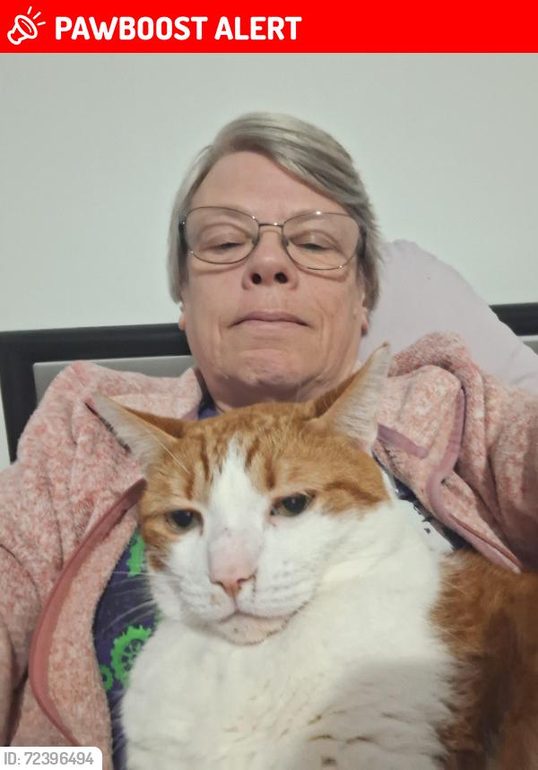 Lost Male Cat last seen Bowling Park, West Yorkshire, England BD4