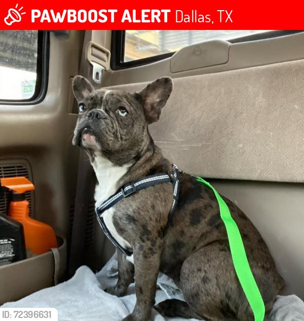 Lost Female Dog last seen Phinney ave , Dallas, TX 75211