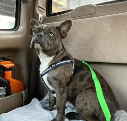 Lost Female Dog last seen Phinney ave , Dallas, TX 75211