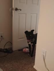 Lost Female Dog last seen Oracle and Calle Concordia, Oro Valley, AZ 85704