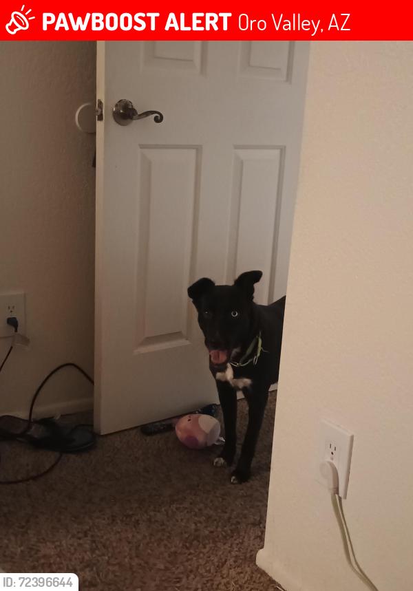 Lost Female Dog last seen Oracle and Calle Concordia, Oro Valley, AZ 85704