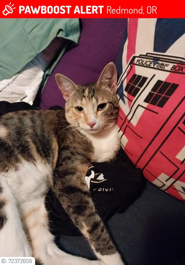Lost Female Cat last seen SW 59th St., Redmond, OR 97756