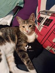 Lost Female Cat last seen SW 59th St., Redmond, OR 97756