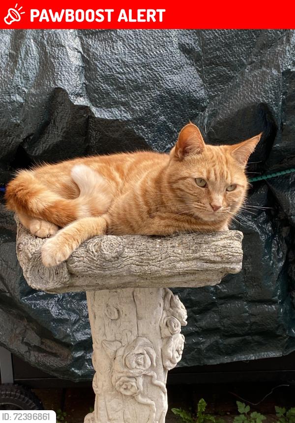 Lost Female Cat last seen SunnyBank Murston Sittingbourne, Murston, England ME10 3AS