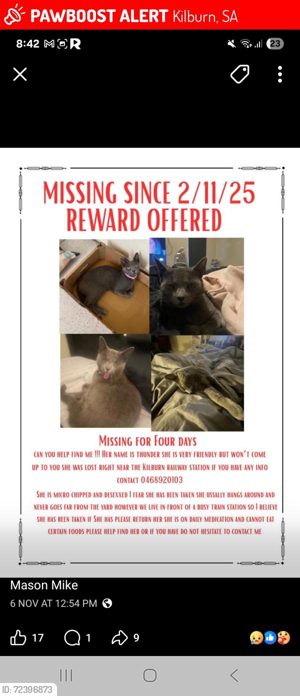 Lost Female Cat last seen Kilburn train station on carroll Avenue kilburn , Kilburn, SA 5084
