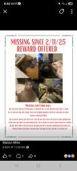 Lost Female Cat last seen Kilburn train station on carroll Avenue kilburn , Kilburn, SA 5084